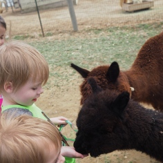 The kids went to an open barn this afternoon to meet some friendly Alpacas and learn about their wool.
